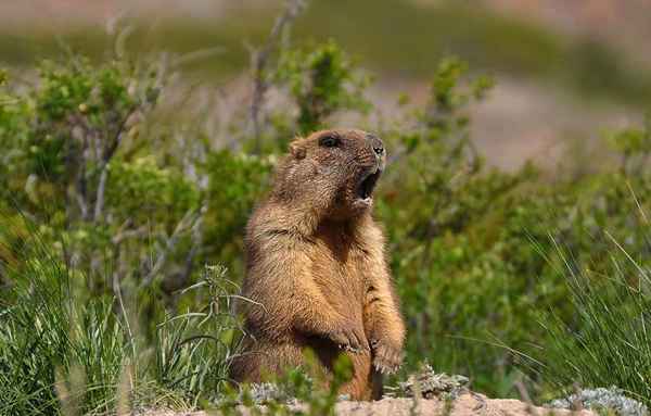 17 citazioni ripetibili da Giorno della marmotta