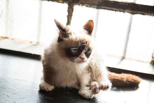 18 mejores memes de gato gruñón