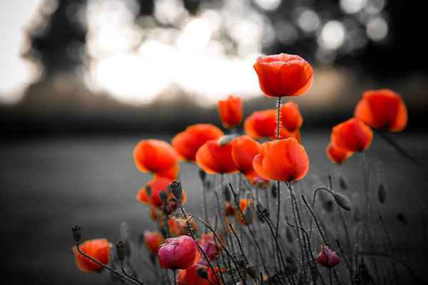 Citações do Dia do Armistício