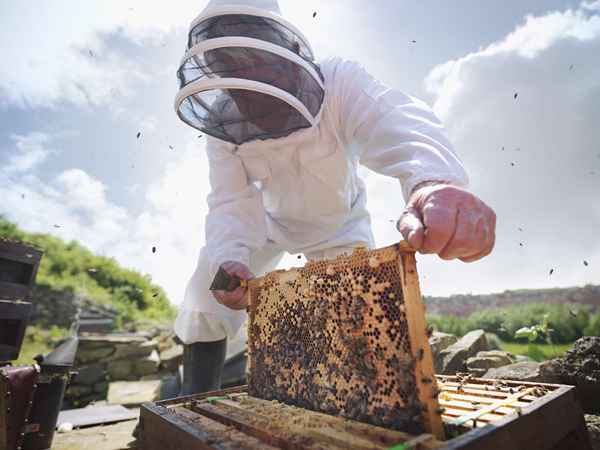 Perfil de carreira do apicultor e perspectiva de emprego
