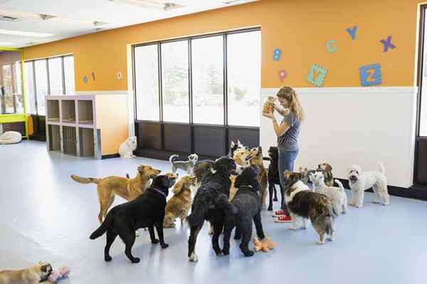 Suggerimenti e suggerimenti per l'avvio dell'asilo per cani