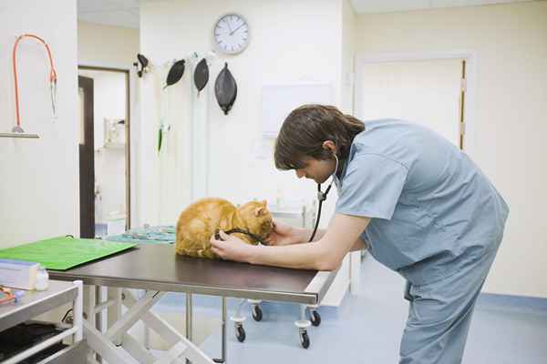 Como se tornar um veterinário