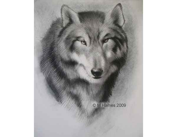 Comment dessiner un loup majestueux