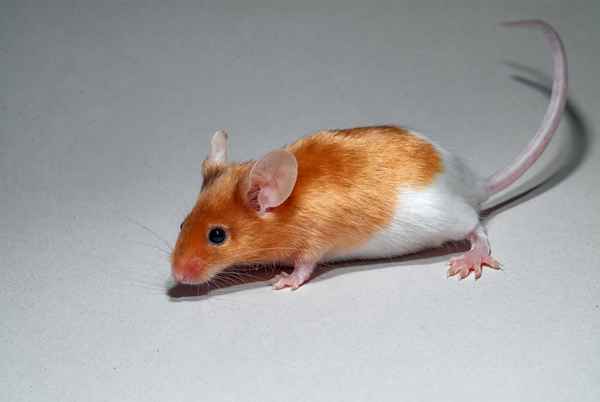 Signos de ratones en su apartamento y dónde buscarlos