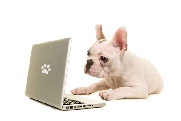 El encanto de las tiendas de mascotas en línea