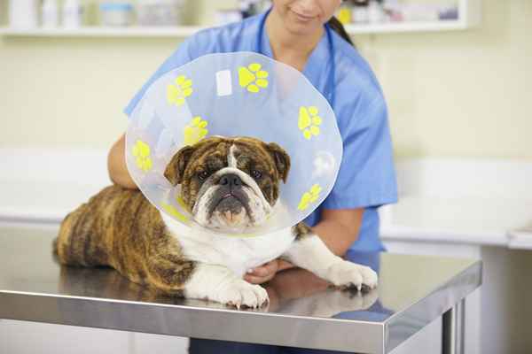 Die Vor- und Nachteile eines Tierarzttechnikers