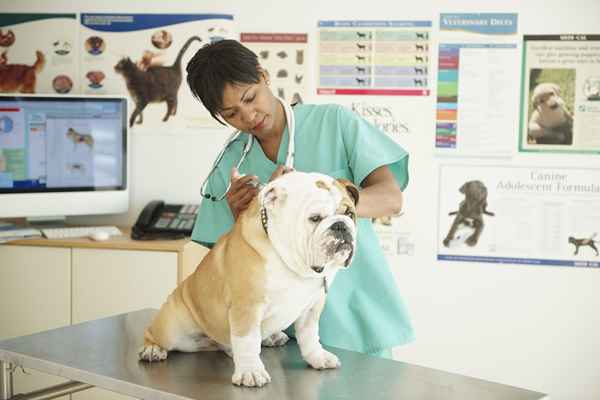 Las 10 razones principales para convertirse en una tecnología veterinaria