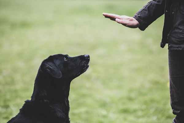 Principales raisons de devenir entraîneur de chiens