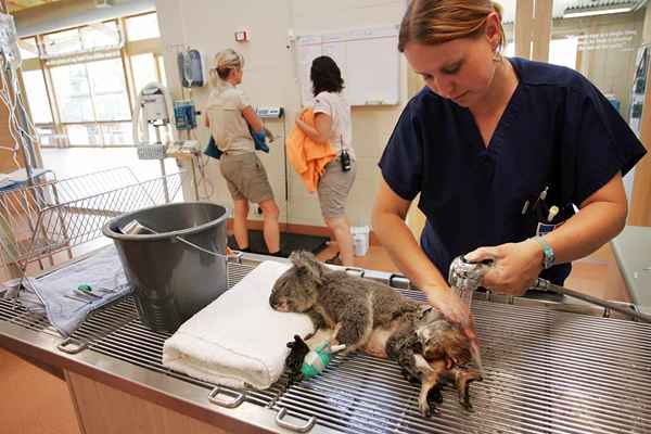 ¿Qué es un técnico veterinario del zoológico??