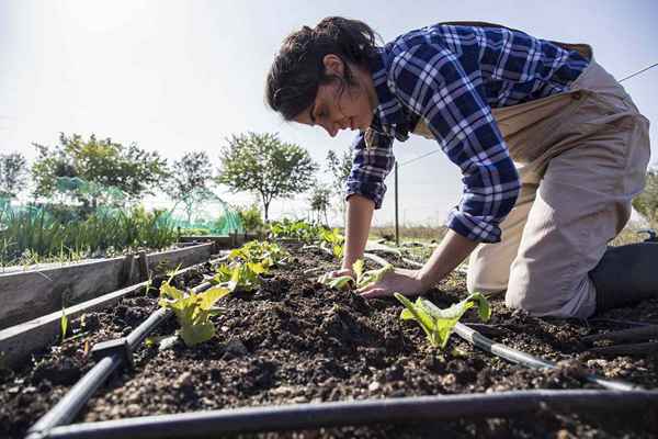 ¿Qué es el cultivo??