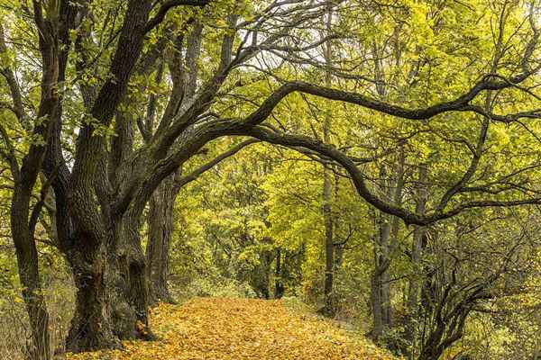 Qui est responsable de la réduction des branches d'arbres en surplomb