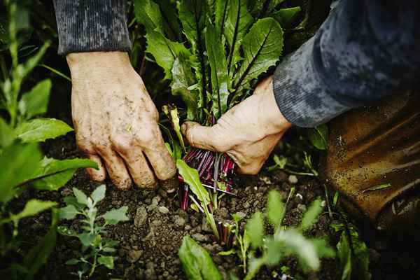 10 razones por las cuales los alimentos orgánicos costos más