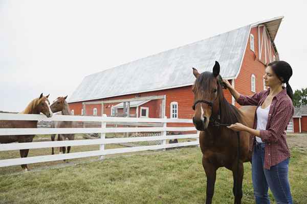 Une carrière d'éleveur de chevaux