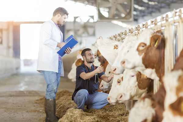 Profilo di carriera di Agricultural Extension Agent