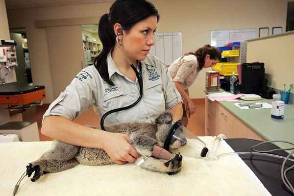 Diplômes universitaires liés aux animaux