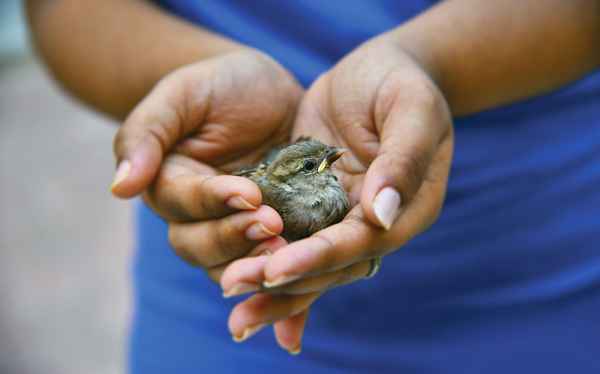 Carrières de sauvetage d'animaux