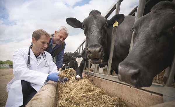 Convertirse en un gran veterinario de animales