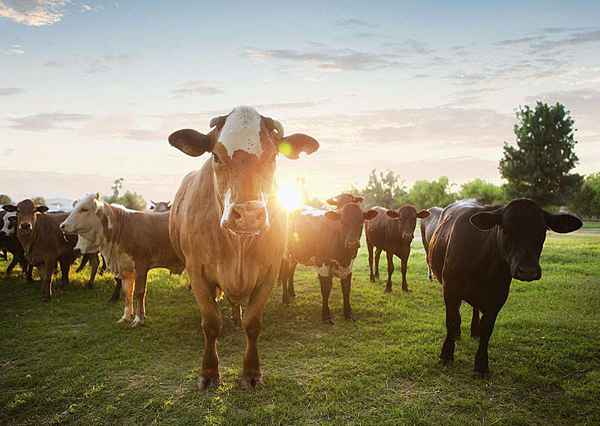 Cultivo de ganado de carne de res