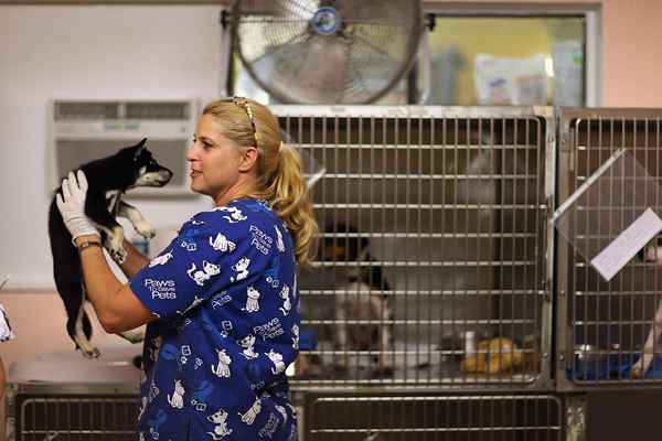 Vorteile der Freiwilligenarbeit mit Tieren