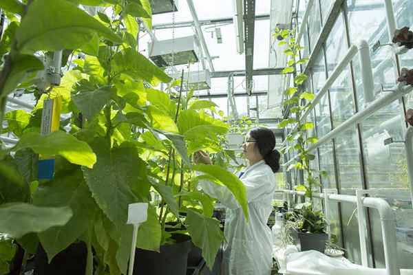 Melhores opções de carreira na agricultura