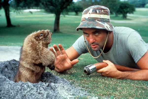 Les trous d'animaux fouillants et les règles du golf