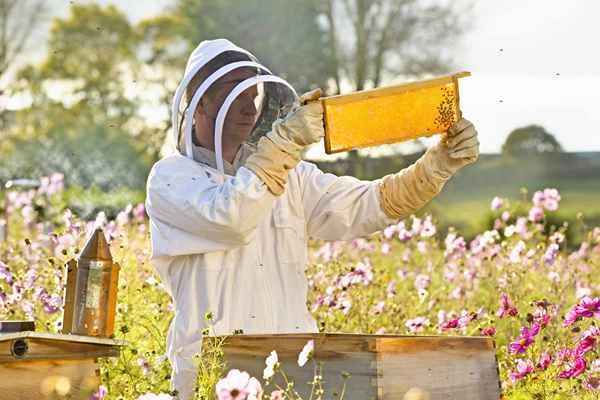 Opções de carreira para trabalhar com a vida selvagem