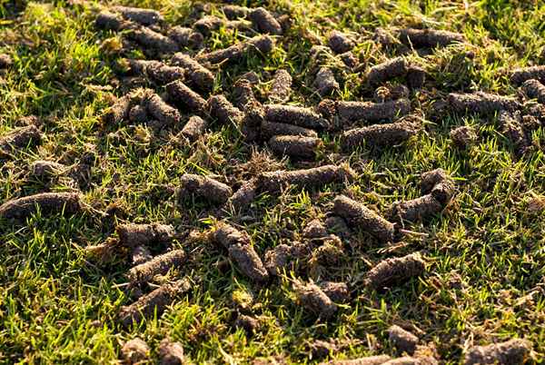 Coring Golf Greens y por qué está hecho