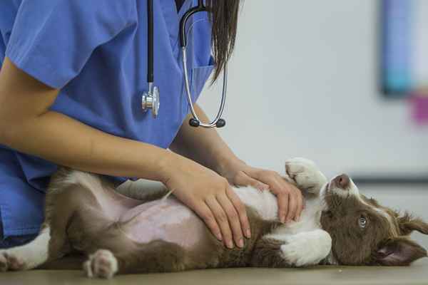 Consejos de carta de presentación para carreras de animales