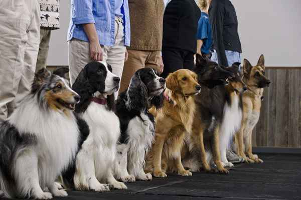 Programas de certificação de treinadores de cães