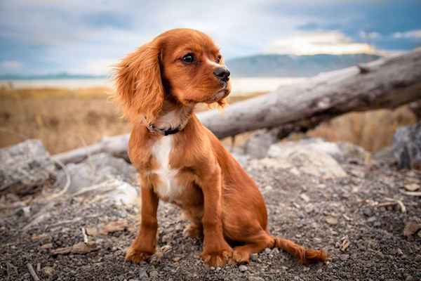 Zeichnen Sie einen Hund aus einem Foto