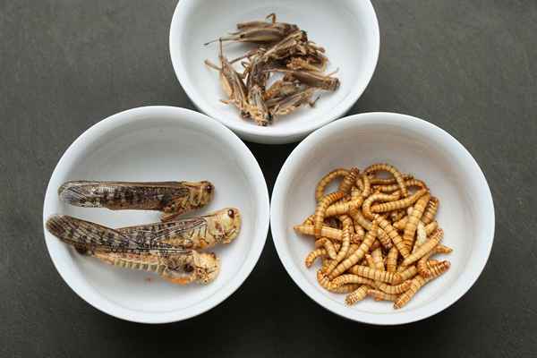 Les insectes comestibles comme alternative alimentaire durable