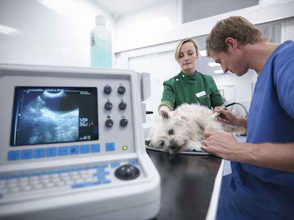 Vétérinaire d'urgence et de soins intensifs