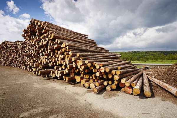 Holen Sie sich Ihren Holzakkreditierungsstempel, um Holz zu verkaufen