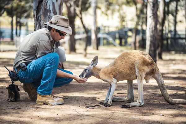 Pós -graduação para carreiras de animais