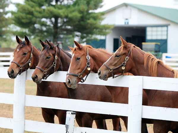 Horse Farm Manager Description du poste