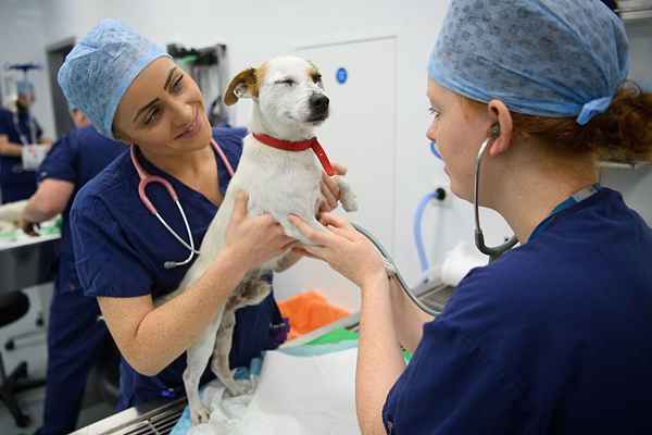 ¿Cuánto ganan los veterinarios??