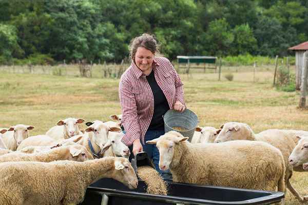 Comment devenir un éleveur de moutons