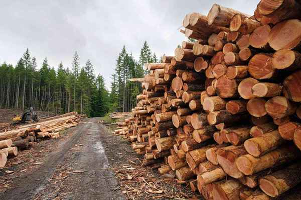 Cómo encontrar empresas de registro y madera