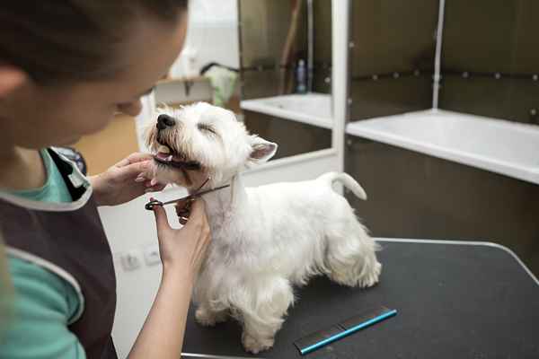 Come ottenere una certificazione di toelettatore per cani