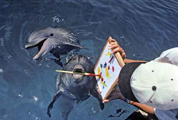 Cómo conseguir un trabajo con animales marinos