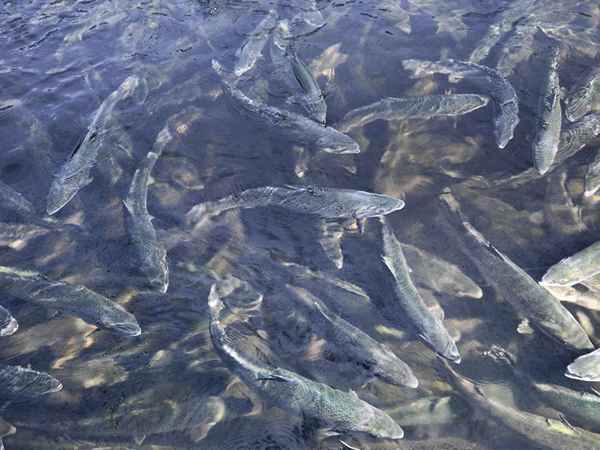 So bekommen Sie freie Fische, um Ihren Teich zu lagern