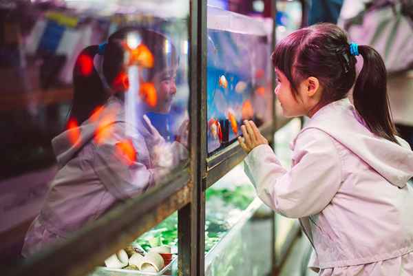 Como abrir uma loja de animais de peixe tropical