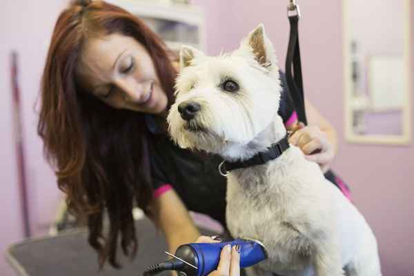 Cómo comenzar un negocio de preparación para perros