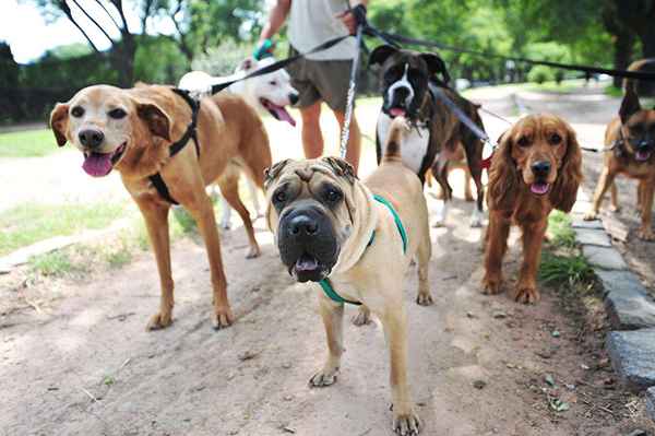 Comment démarrer une entreprise de marche pour chien