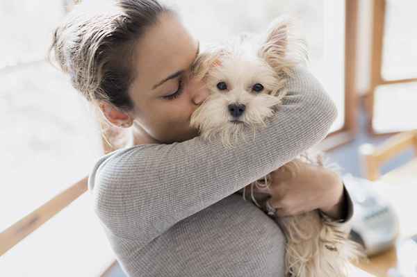 So starten Sie ein Doggy Day Care -Geschäft