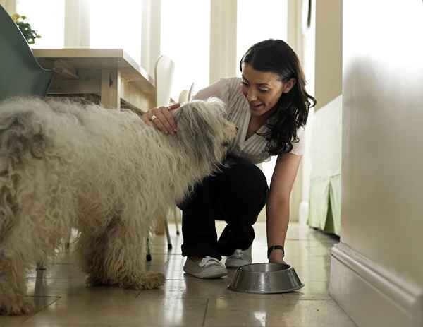 Como iniciar um negócio de animais de estimação