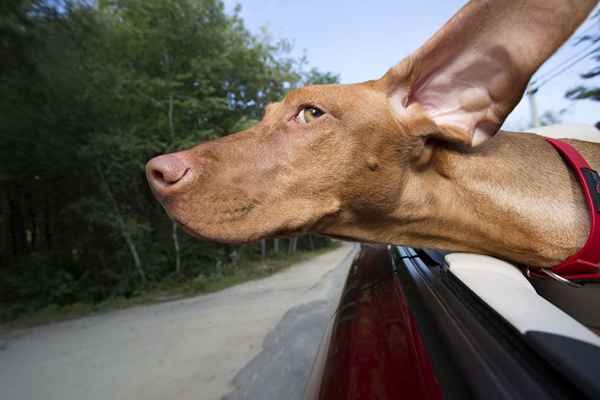 Cómo comenzar un servicio de taxi para mascotas