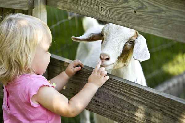 Come avviare un'attività di zoo