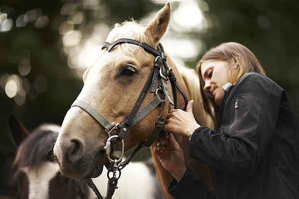 So starten Sie einen Reitstall