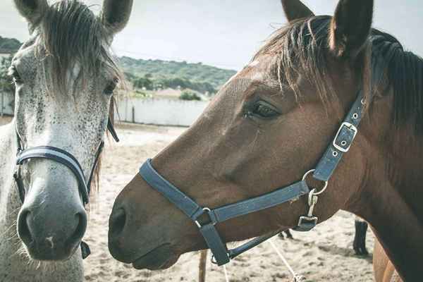 Tatuajes de labios de identificación para caballos de carreras